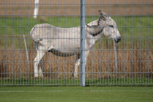 Bild: Trug einen erheblichen Teil zum Doppelsieg bei: SFB-Maskottchen Max 